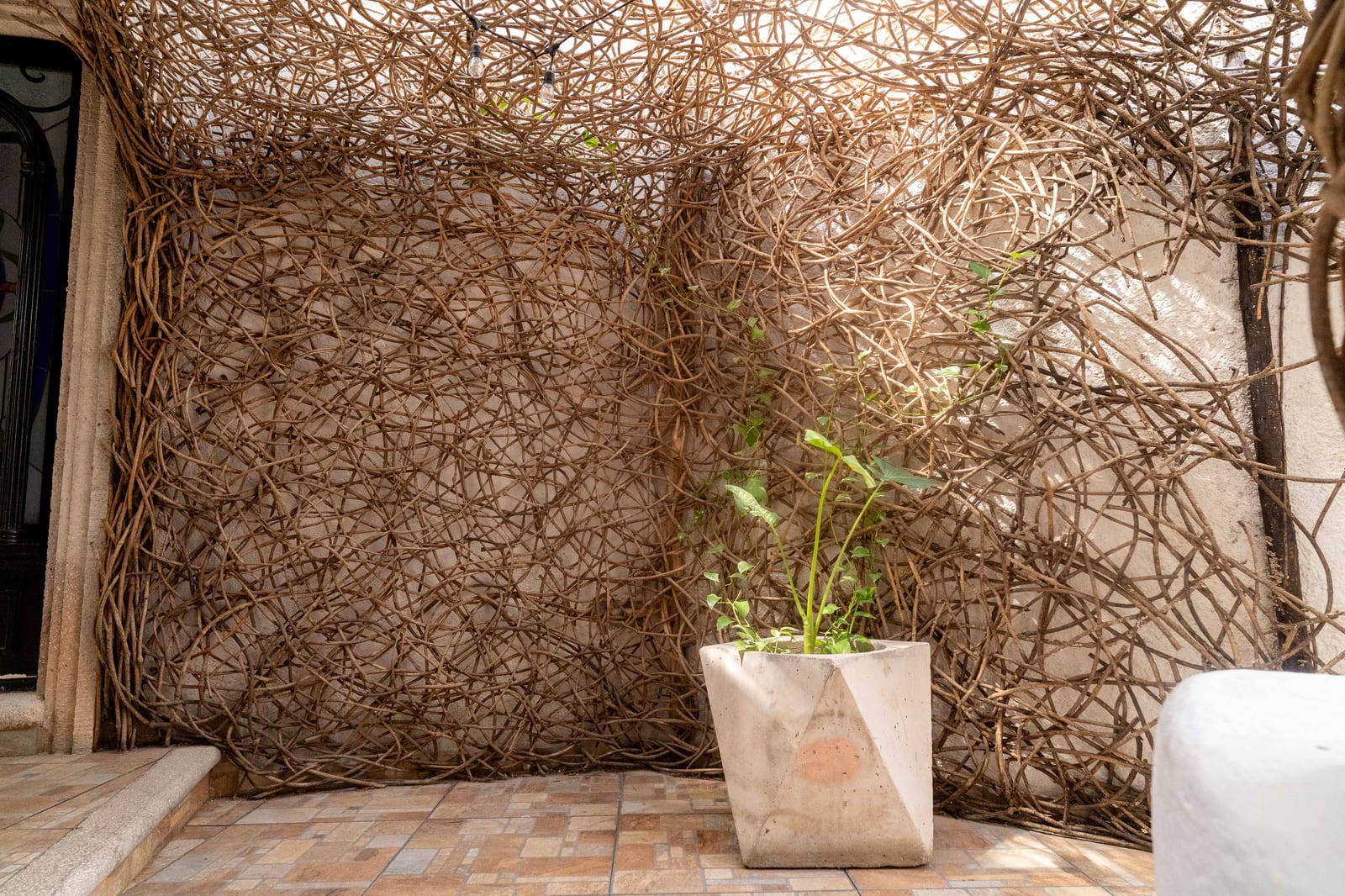 Instalación artística de ramas y planta en Casa Nawala